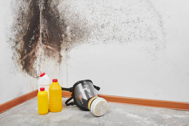 Why You Should Choose Our Mold Remediation Services in Penbrook, PA